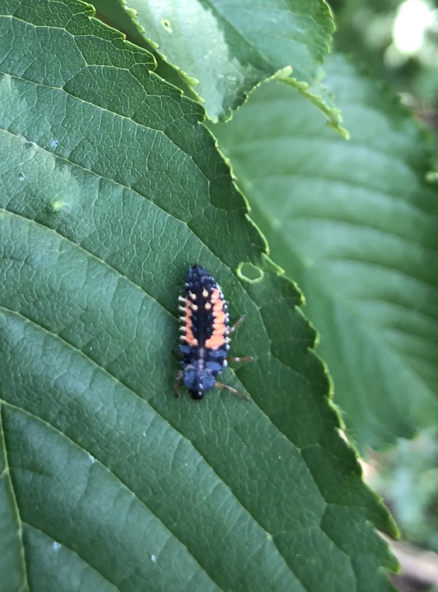Raupen bzw. Käfer auf den Kirschbaumblättern