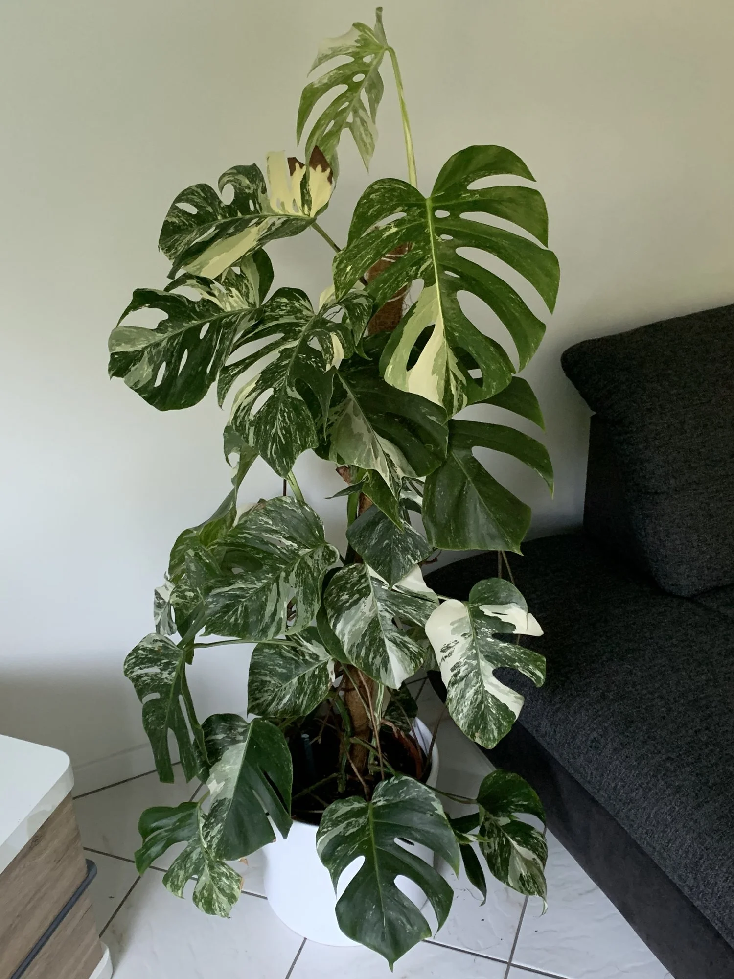 rhododendron pjm elite PJM Compacta