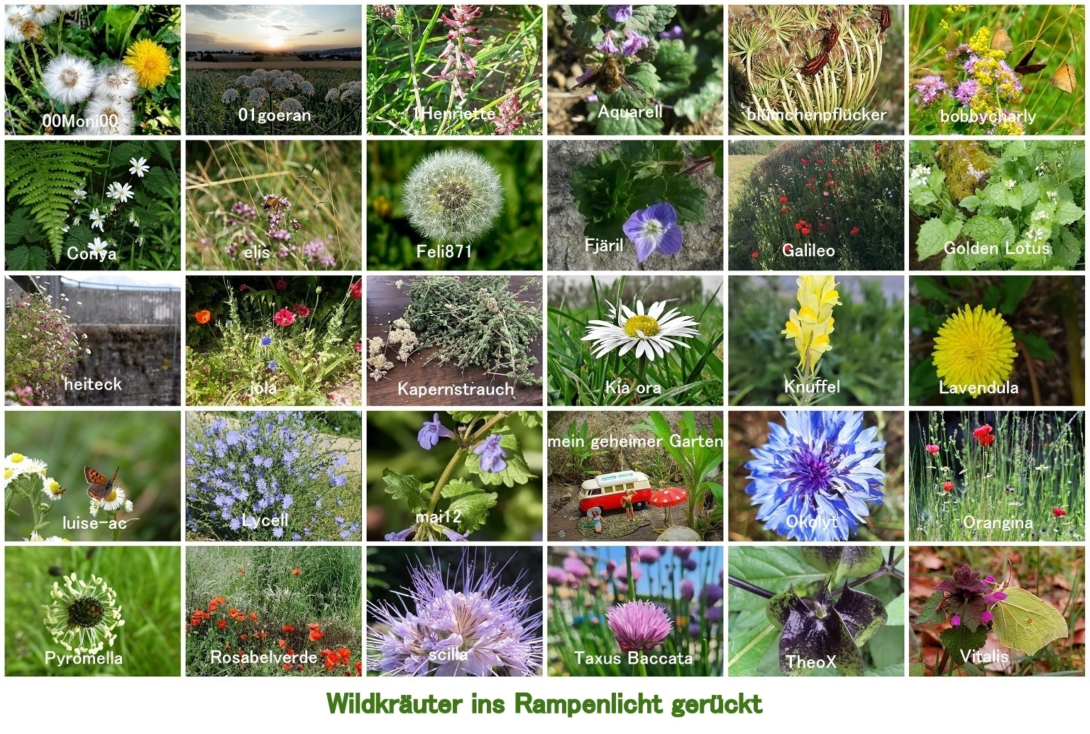 ____________________H&G Mai 2023 'Wildkräuter ins Rampenlicht gerückt' - Copy.webp