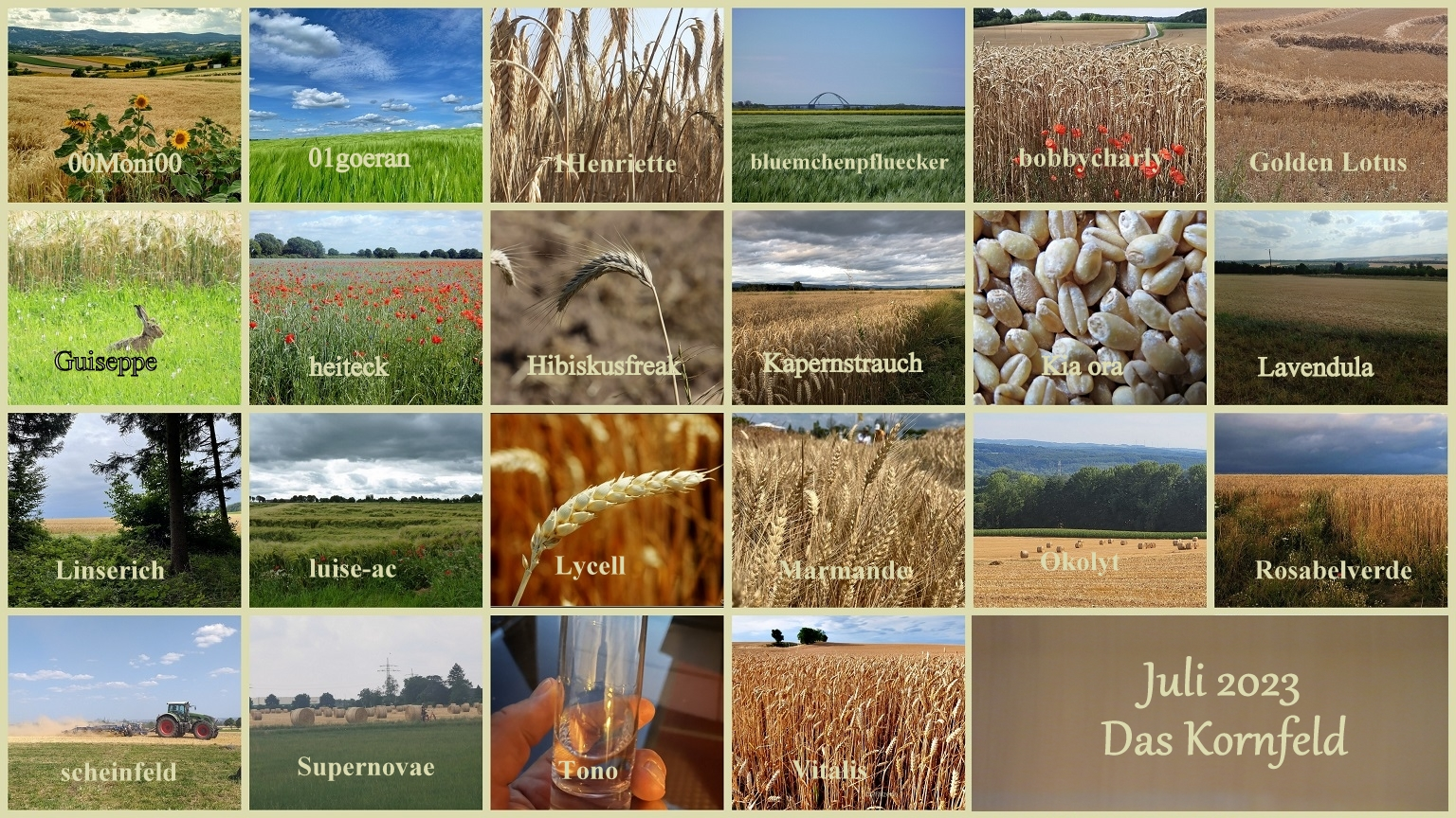 _________________H&G Juli 2023 Das Kornfeld - Copy.webp