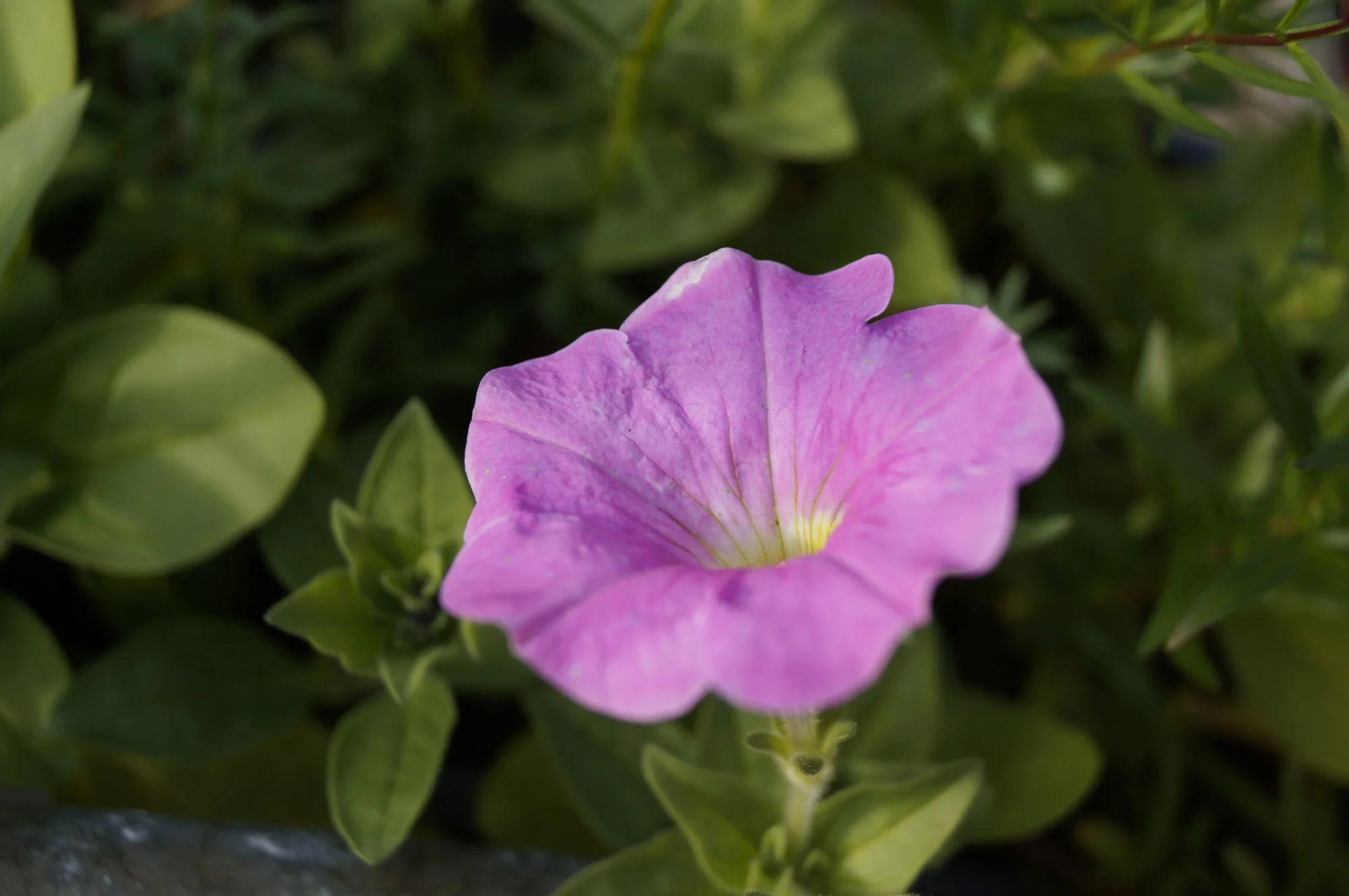 _DSC2400.webp