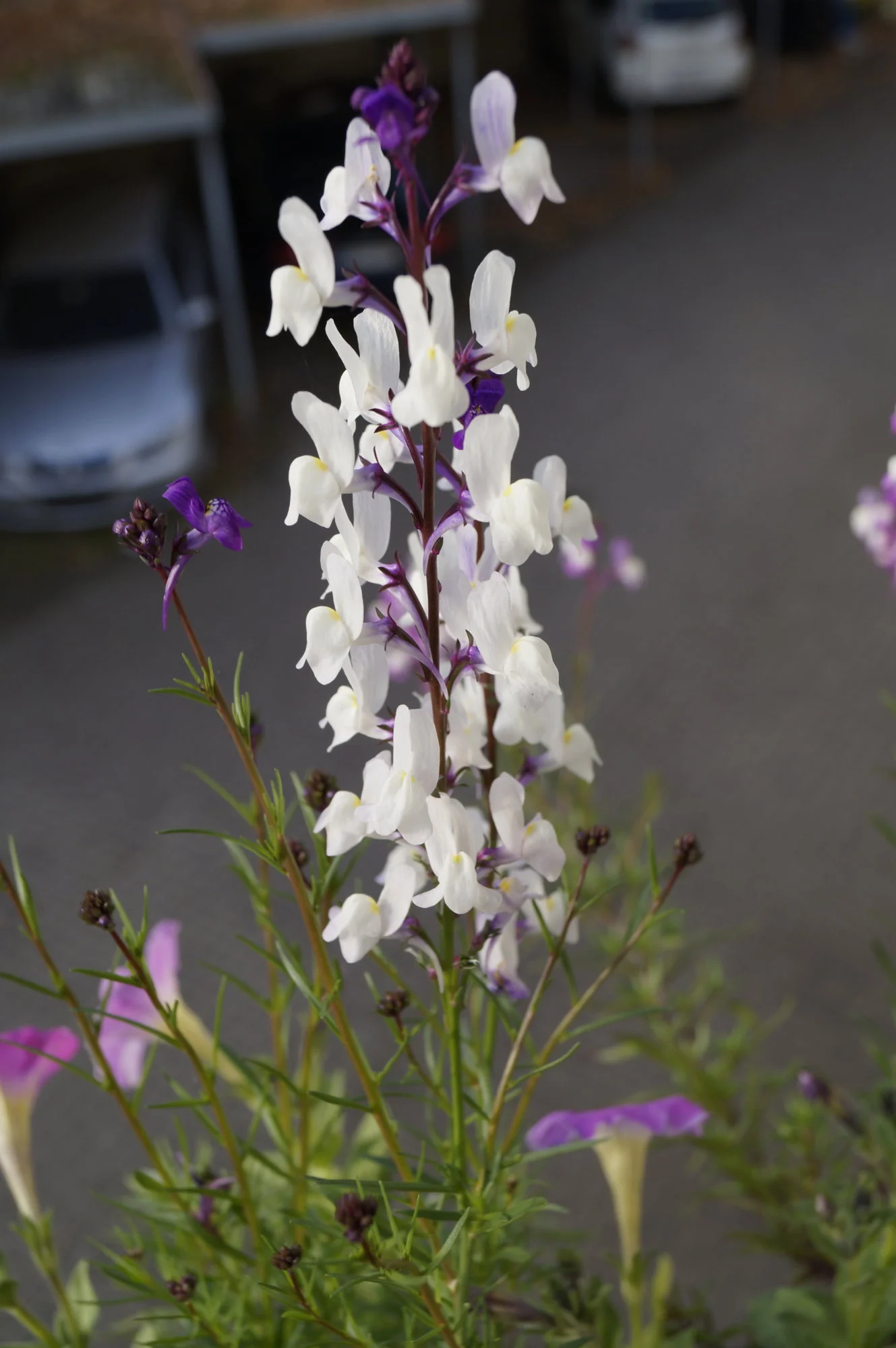 _DSC2401.webp
