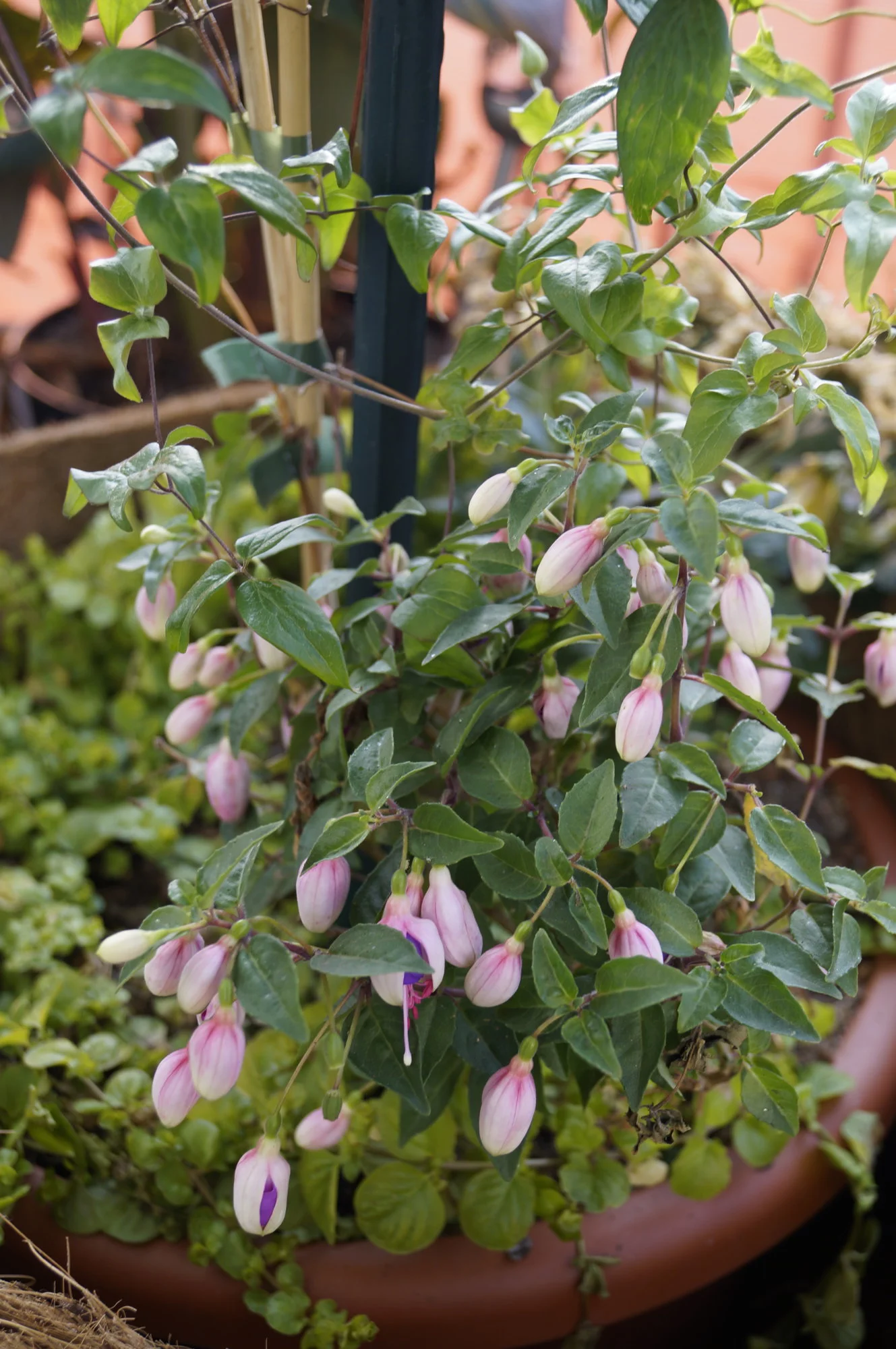 _DSC2402.webp