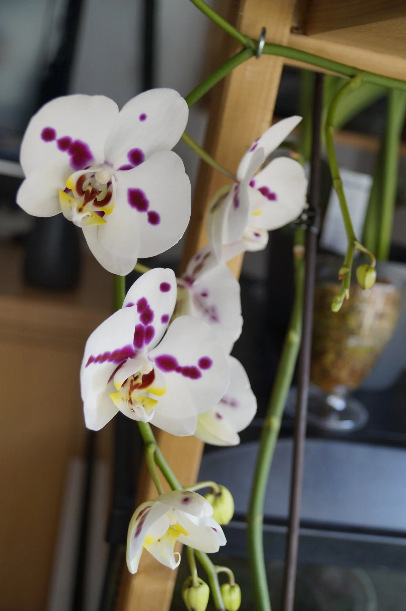 _DSC2403.webp