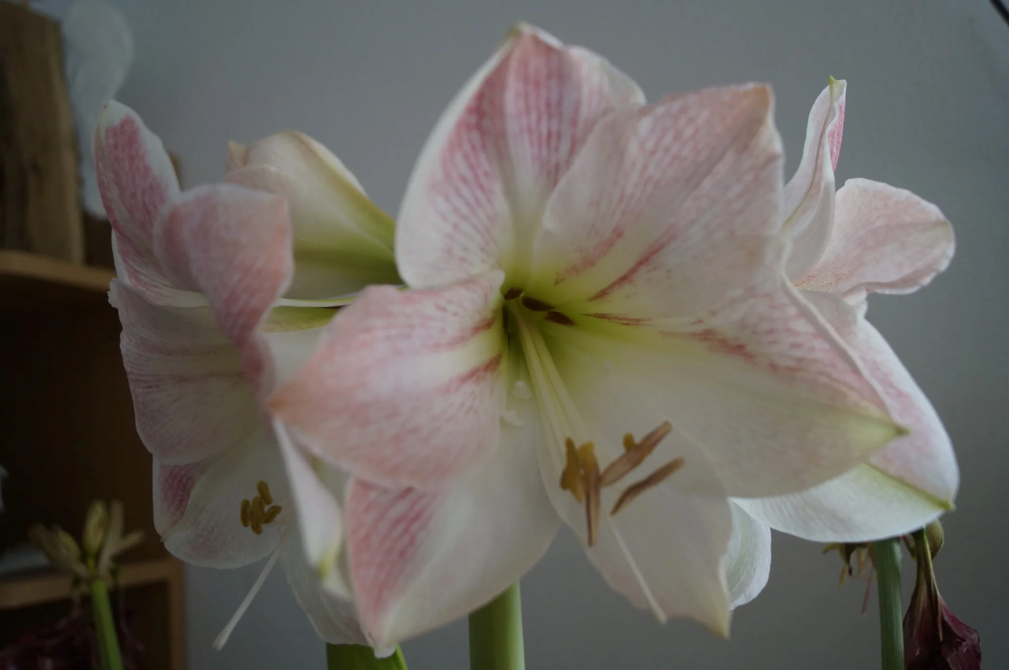 _DSC2407.webp