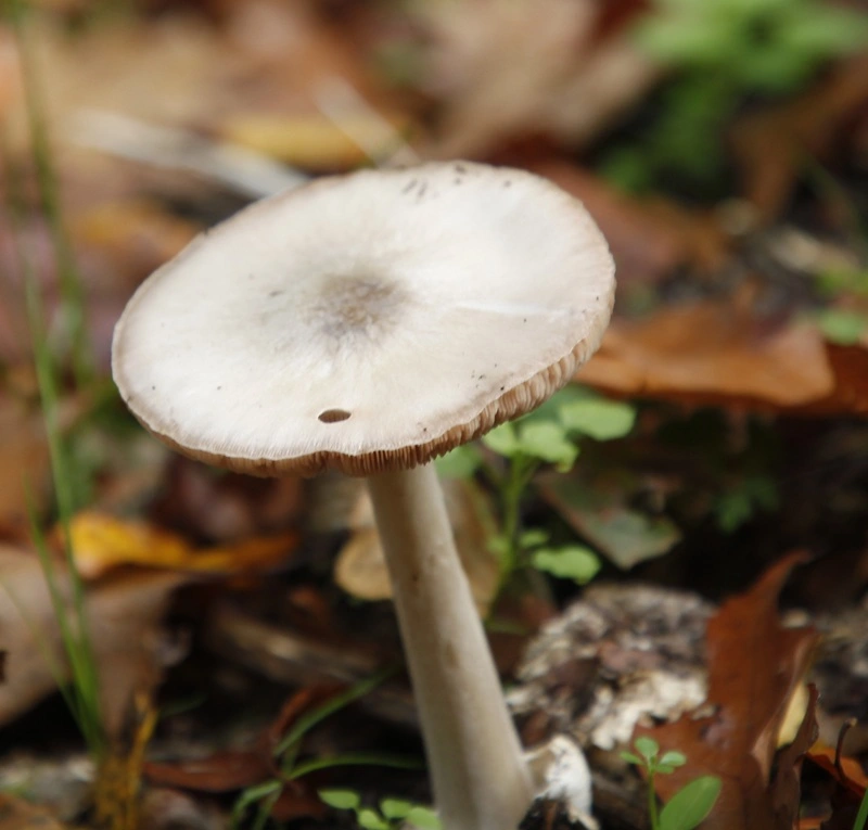 _MG_6822.JPG
