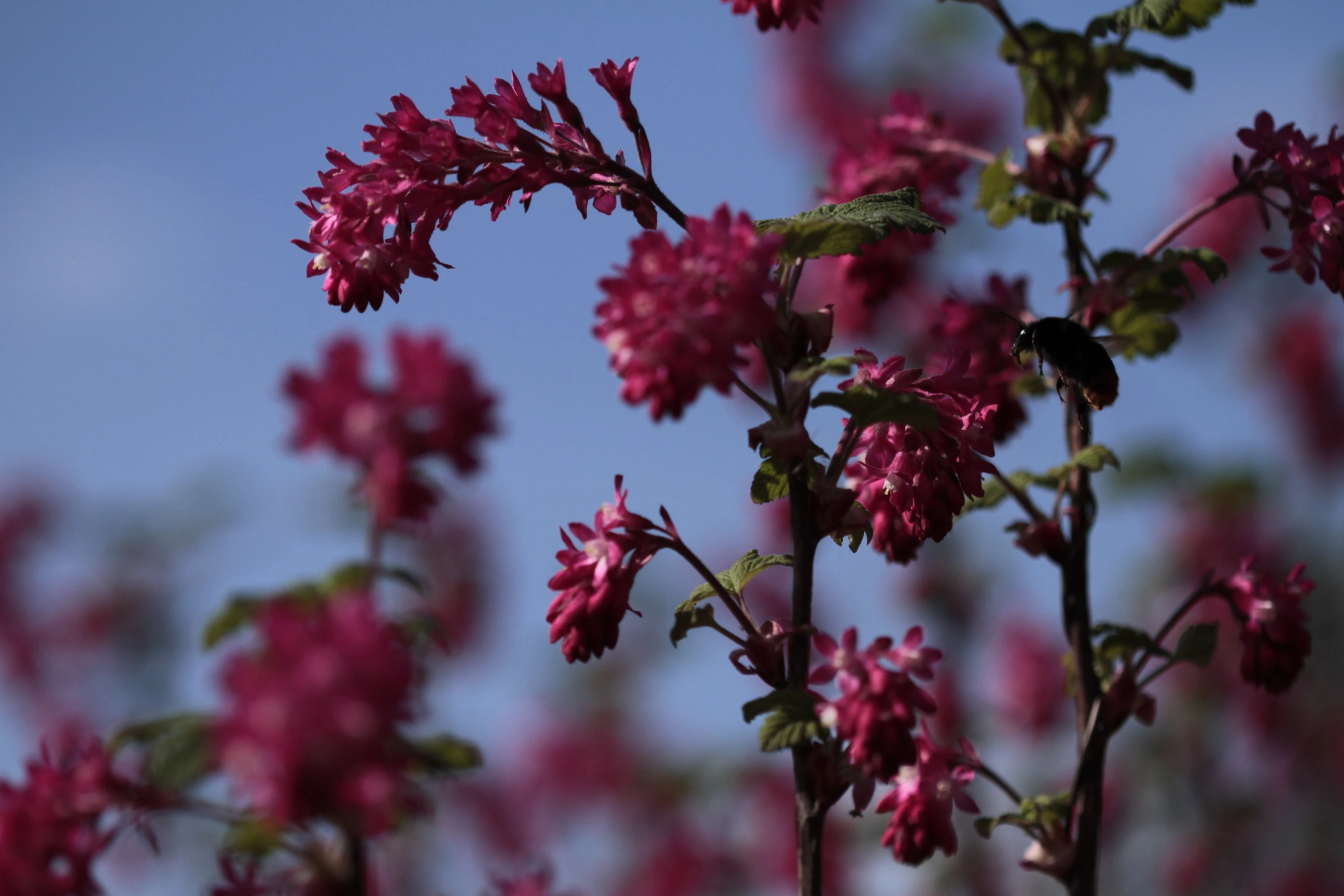 2 Meter und mehr hoher Strauch, dicke rote Blüten