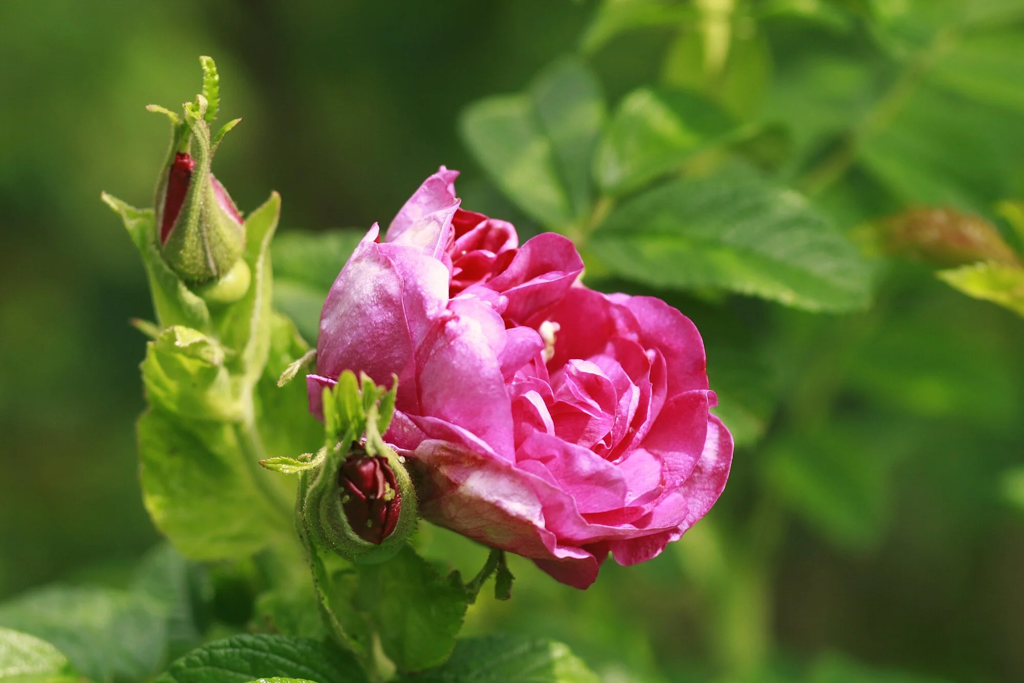 _MG_8787.webp