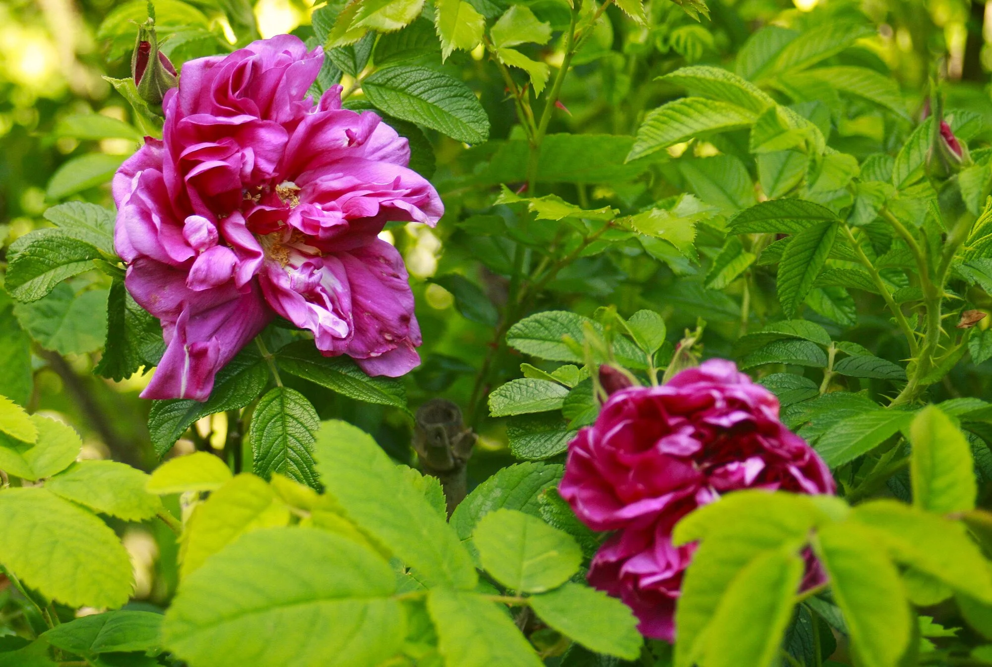 _MG_8804.webp