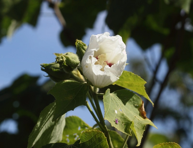 _MG_8896.webp