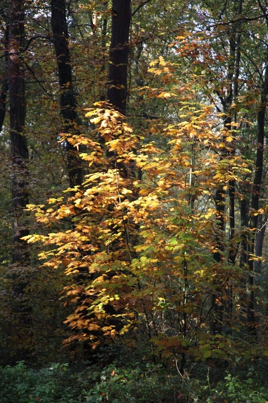 _MG_9098.webp