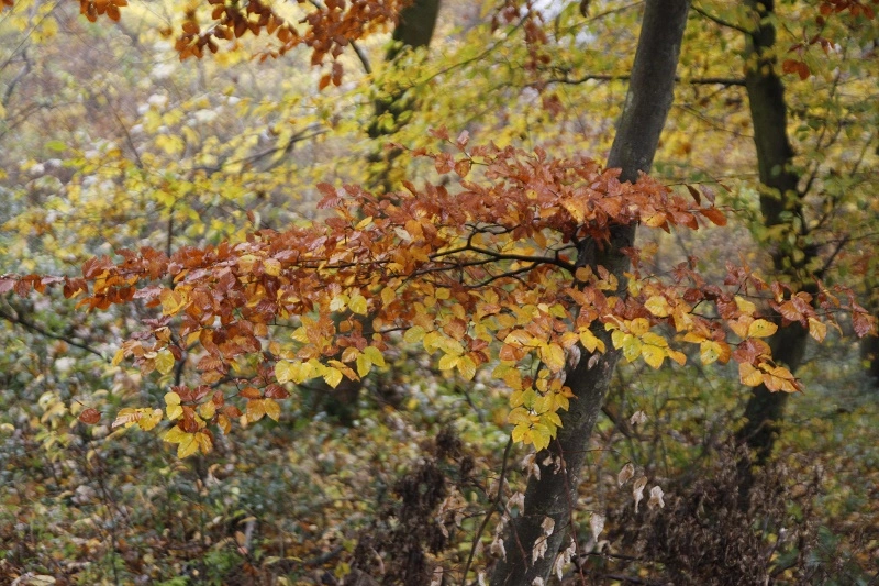 _MG_9180.webp