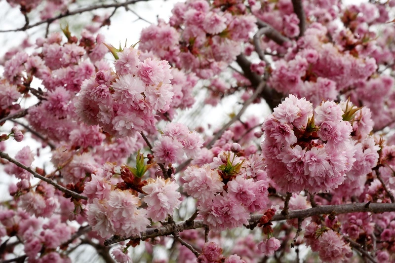 _MG_9302.webp