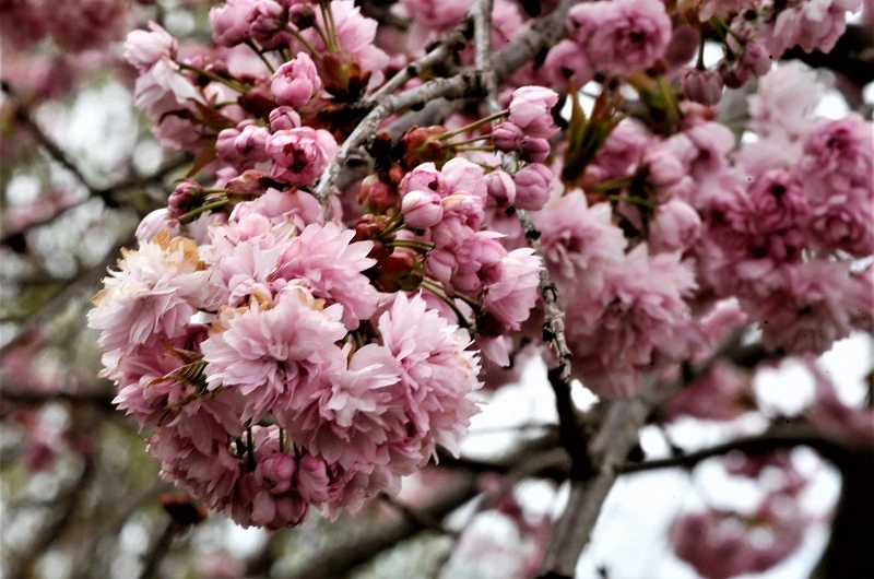 _MG_9303.webp