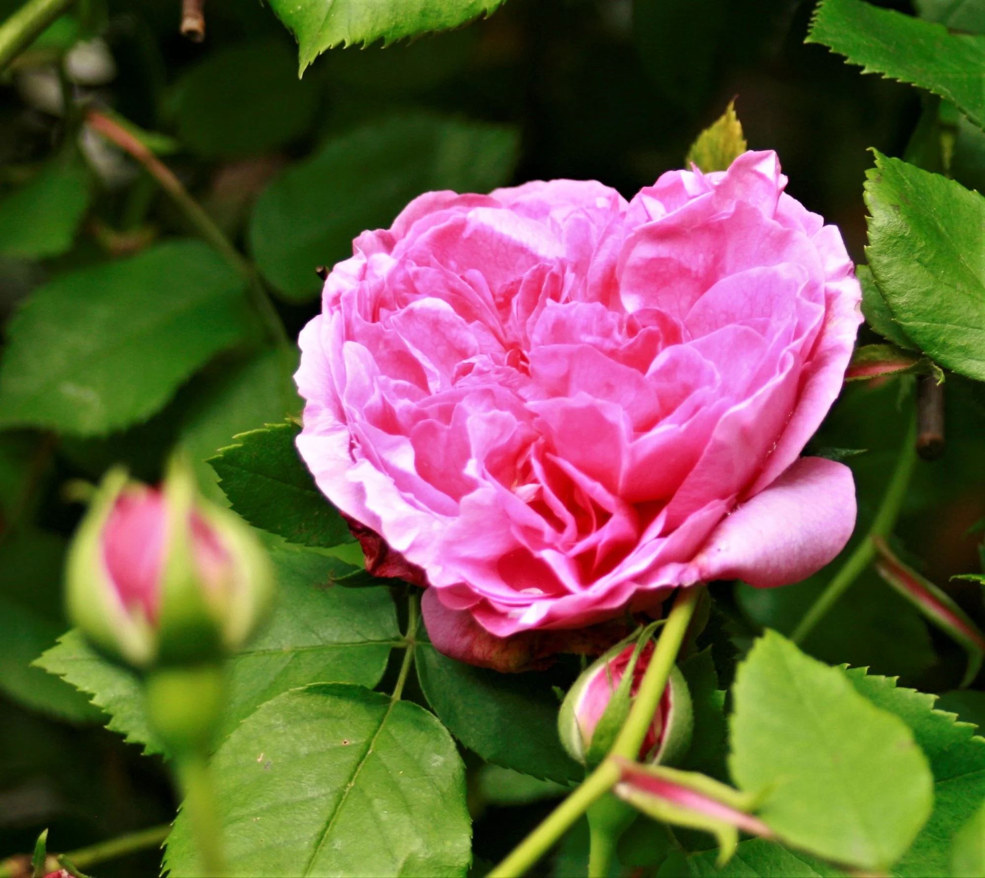 _MG_9621.webp