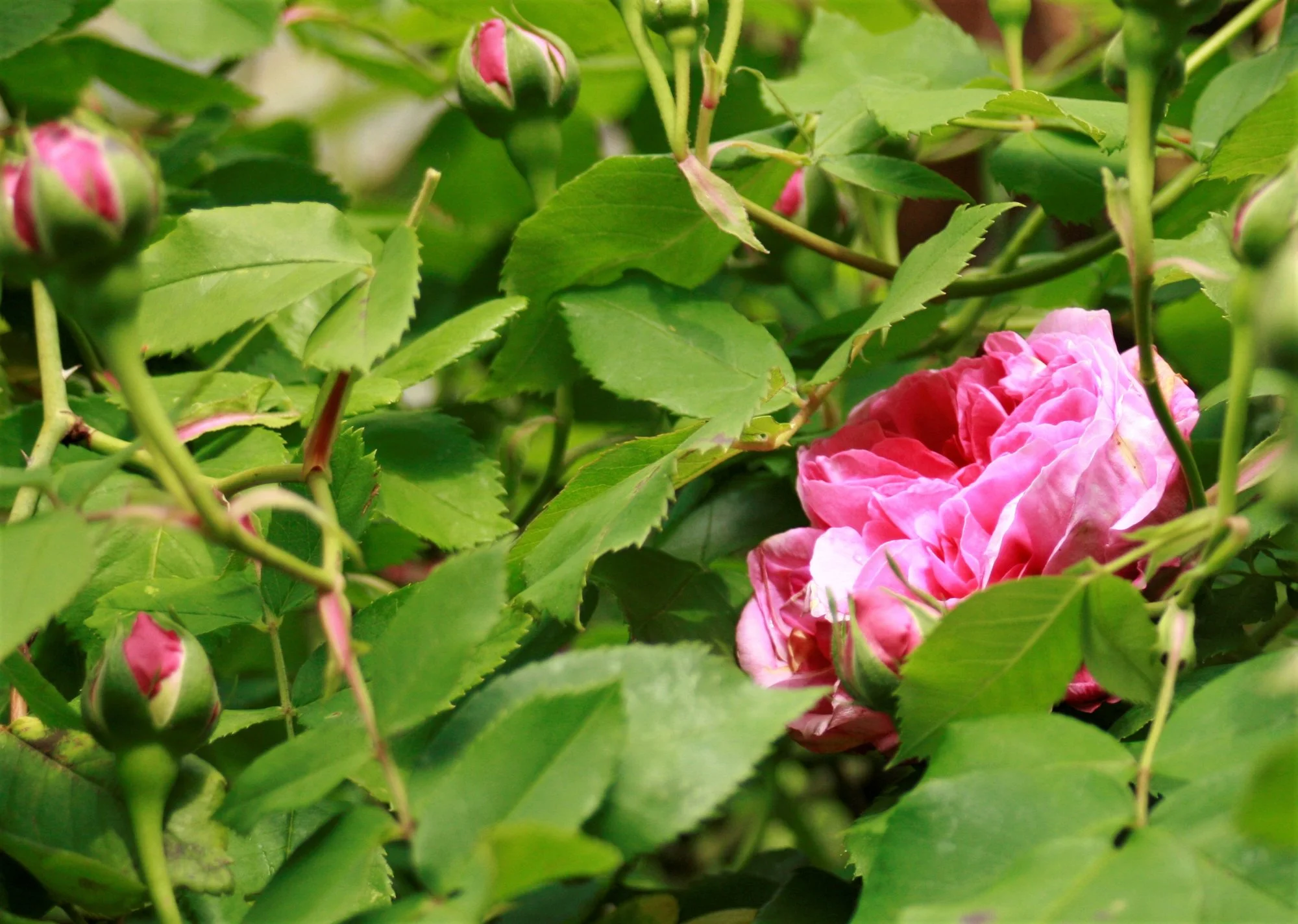 _MG_9622.webp