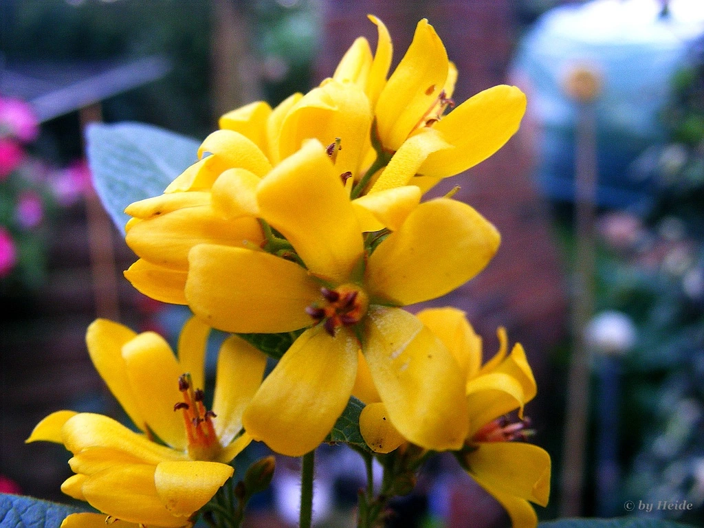 Waechst in der Feldmark, aber wie heisst die Pflanze ?