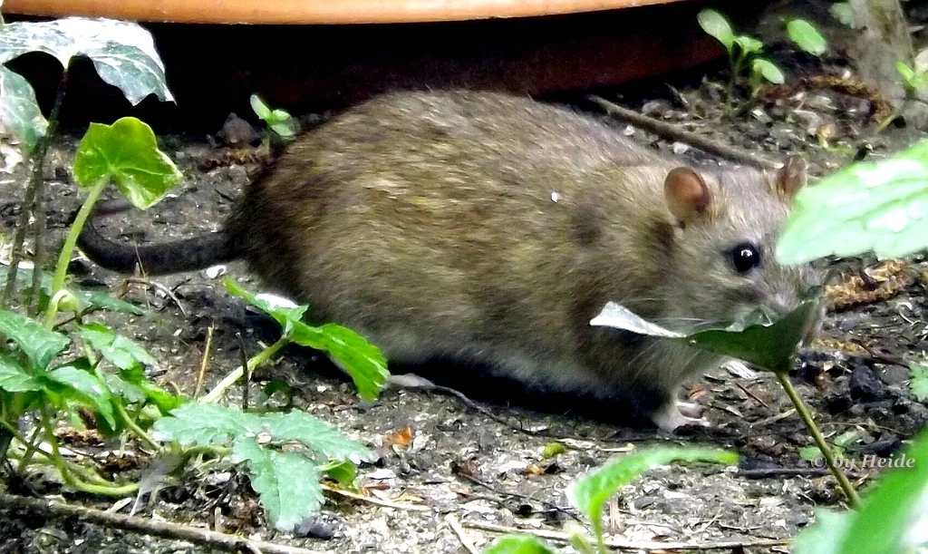 Ratte, Wuehlmaus oder ?