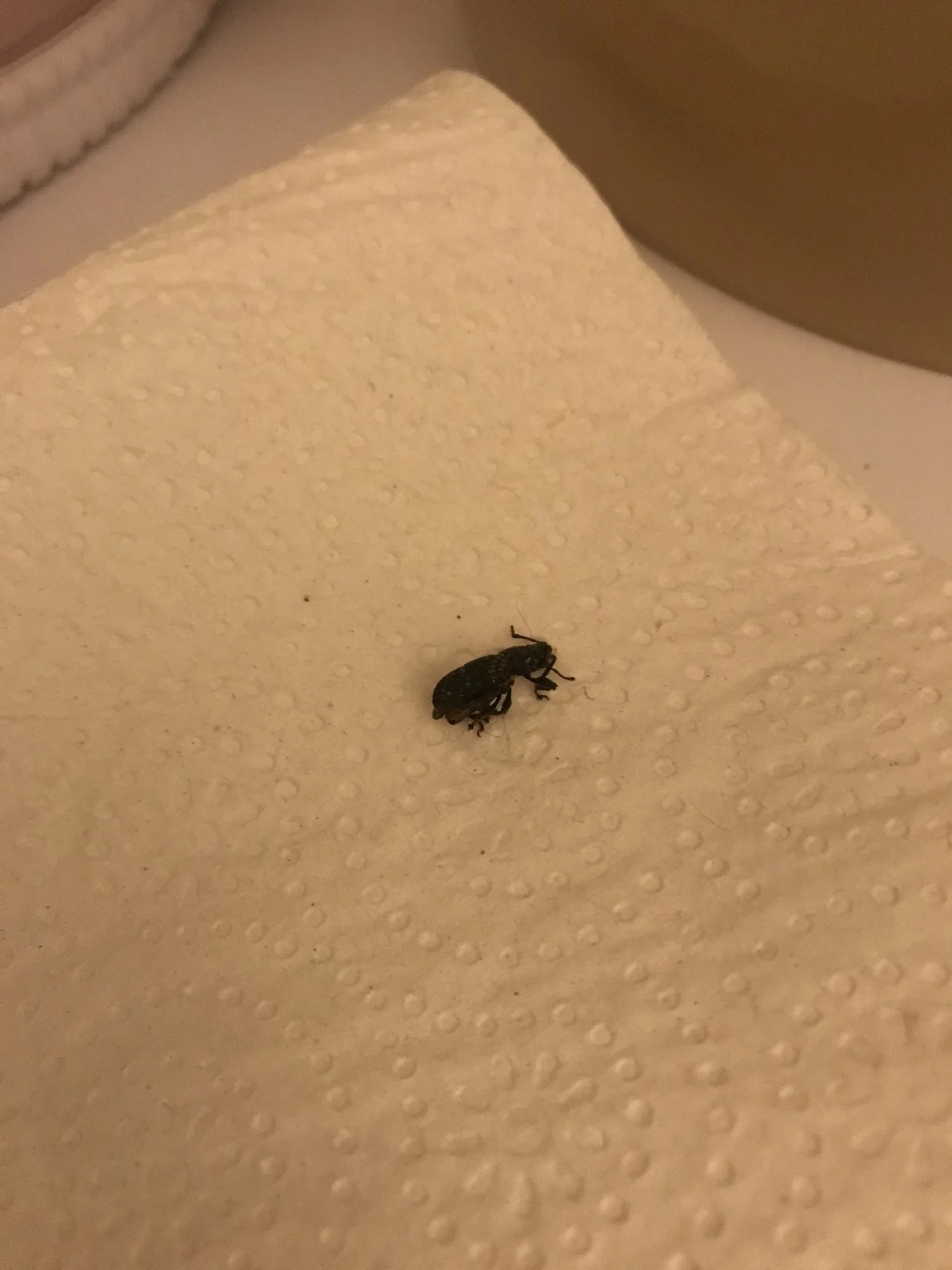 Schwarze Käfer in der Wohnung