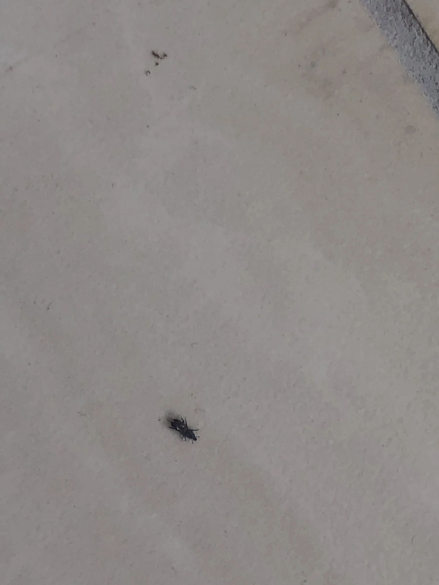 Kleine schwarze Käfer in der Küche was tun?