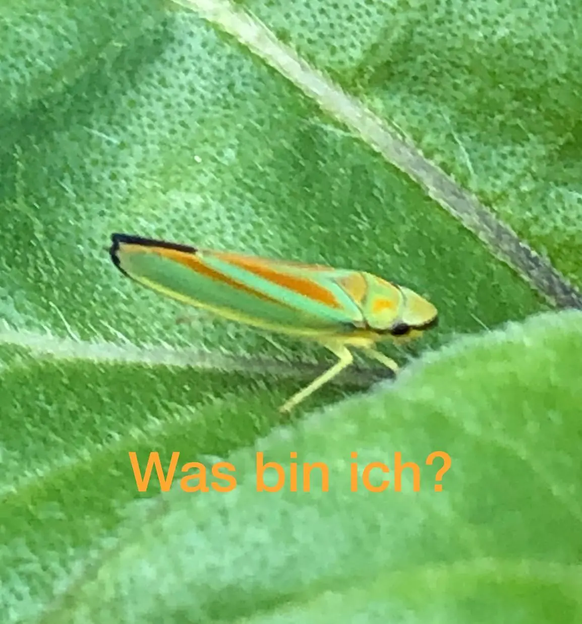 A97A762E-EB6B-4F58-AA17-1E2F4E304A64.webp