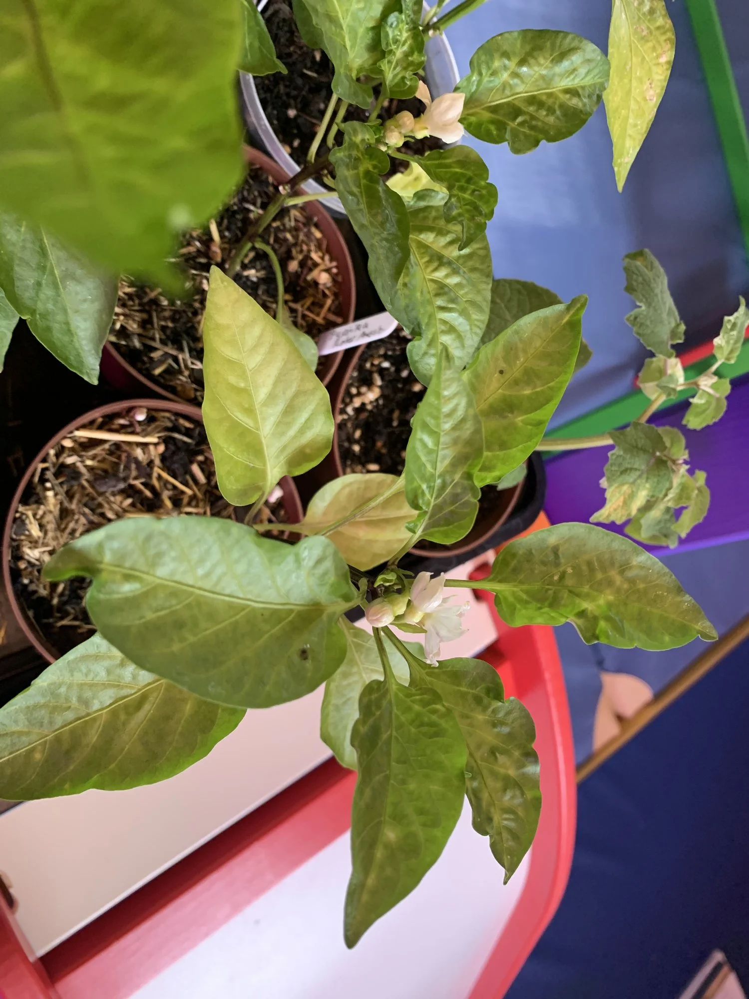 Schädlinge Paprika / gekräuselte Blätter