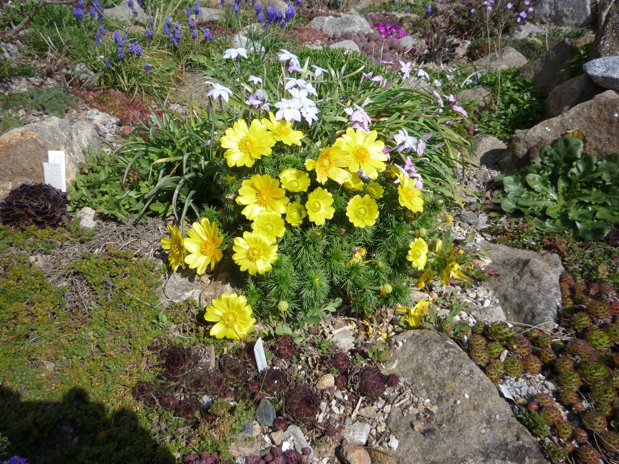 Adonis vernalis_10.04.2020.JPG