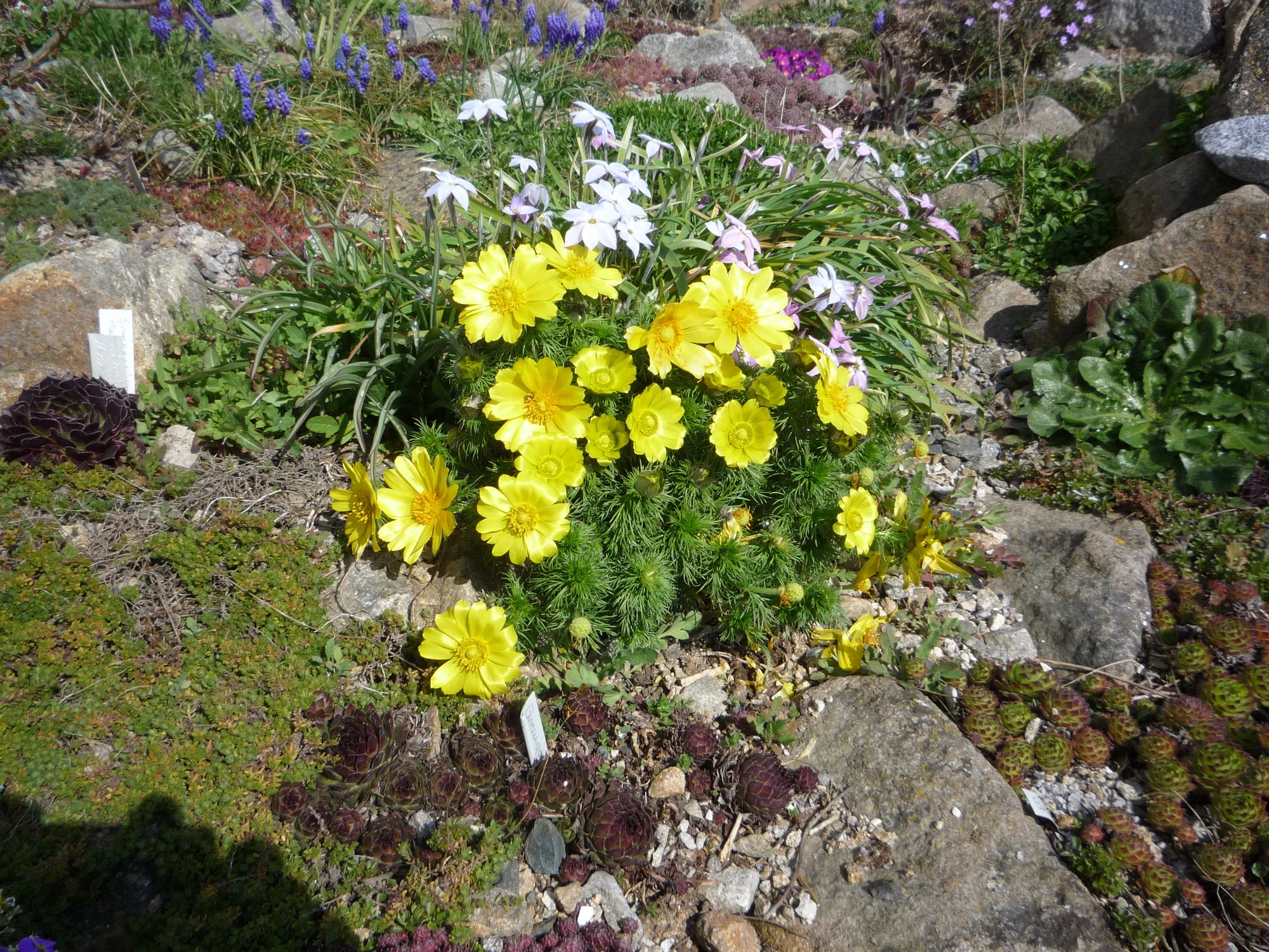 Adonis vernalis_10.04.2020.webp
