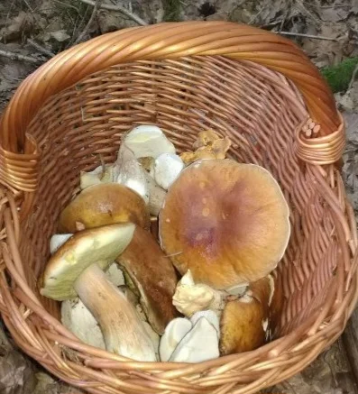 Äoüc639d.webp