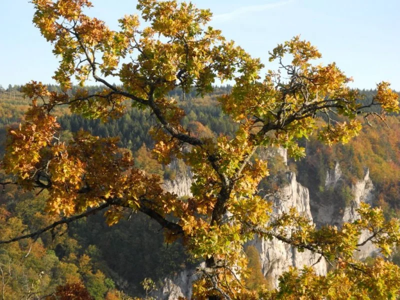 Äü85872.webp