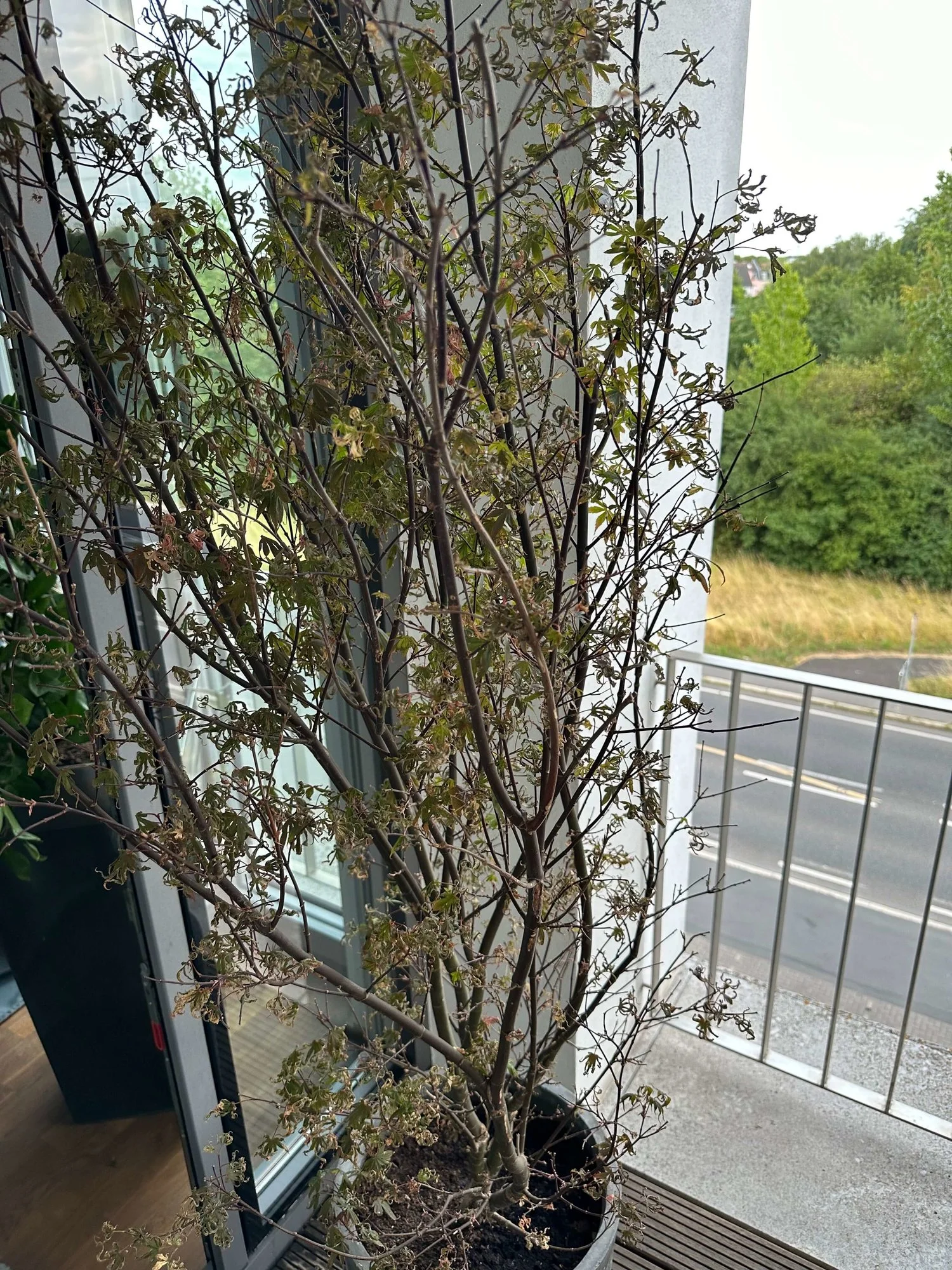 Ahorn juni.webp Ahorn juni.webp