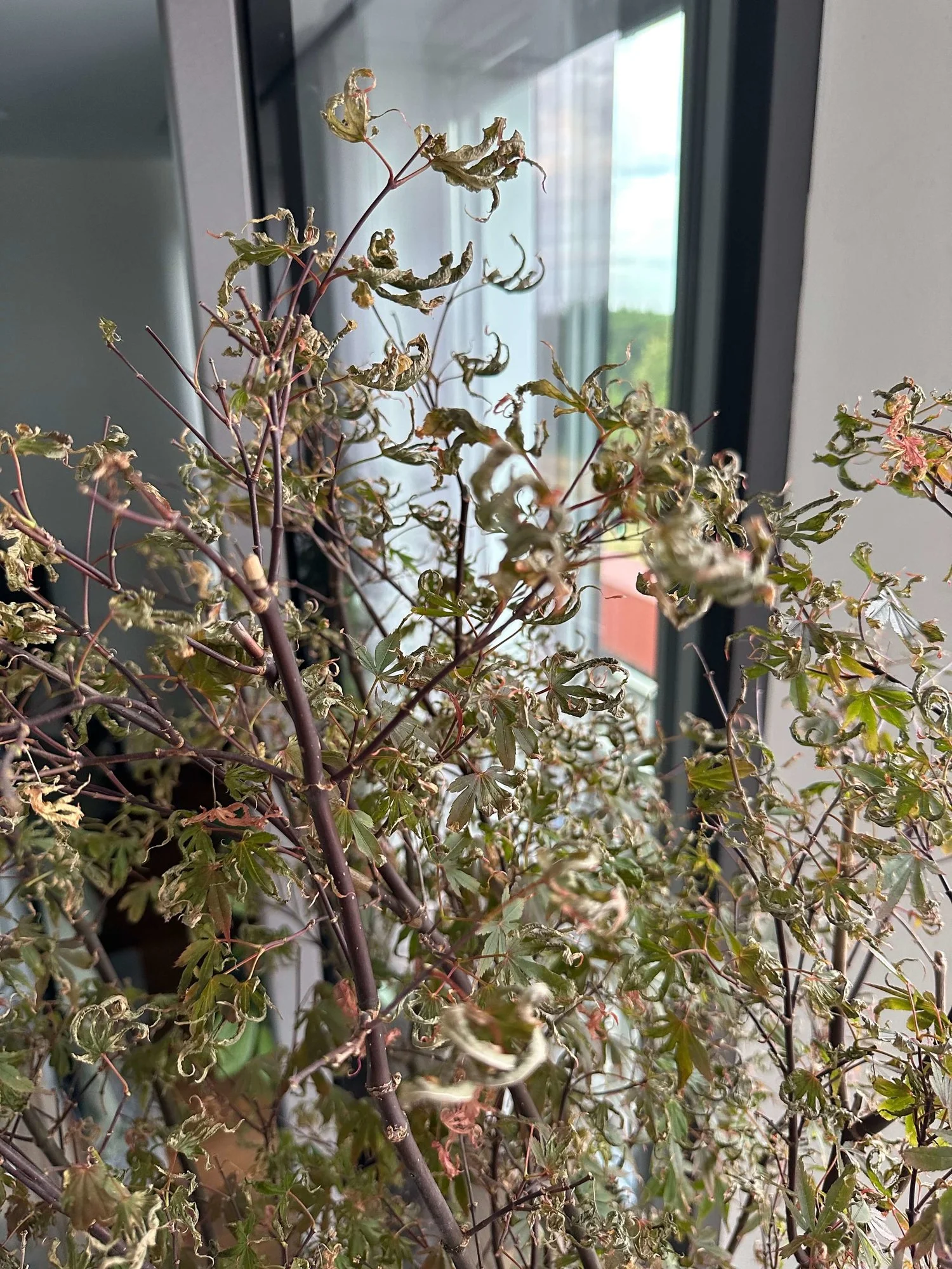 Ahorn juni1.webp Ahorn juni1.webp