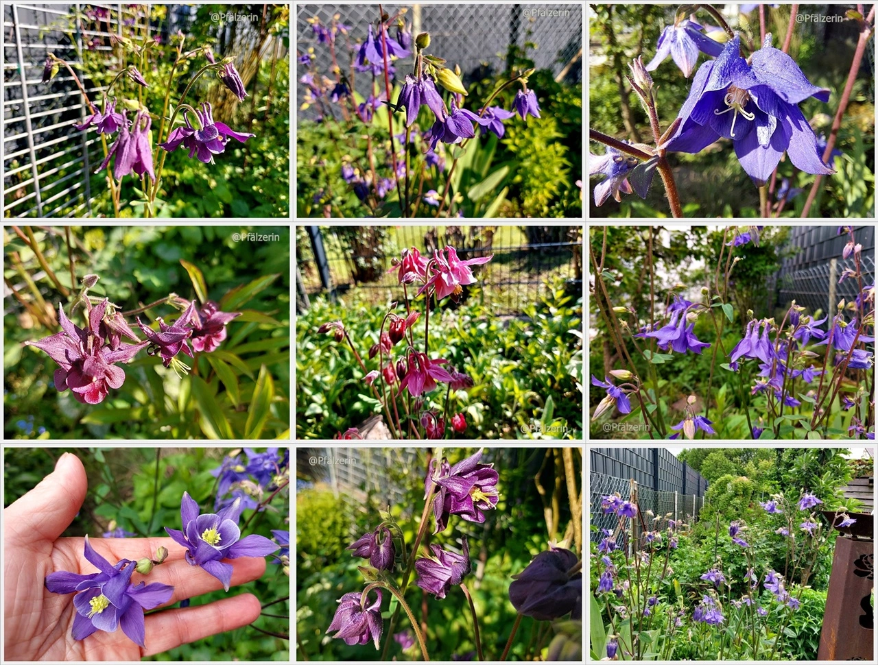 Akeleien im Garten.webp
