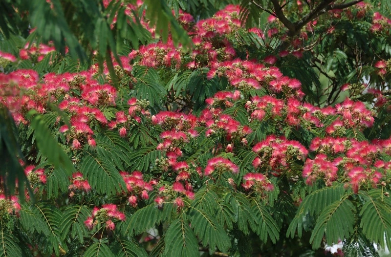 Albizia.webp