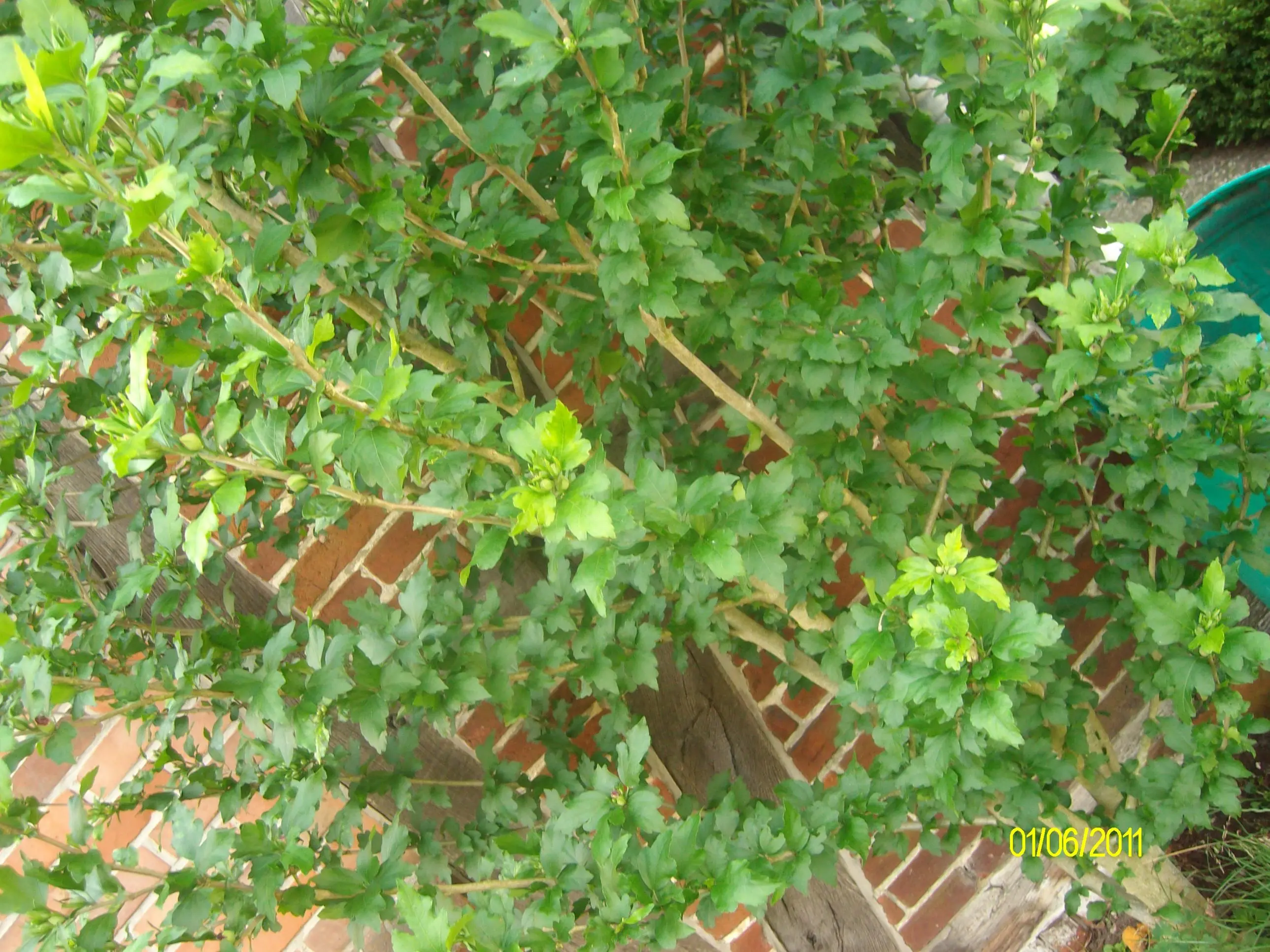 ein schöner baum mit tollen blüten was ist das es ist ein Strauch
