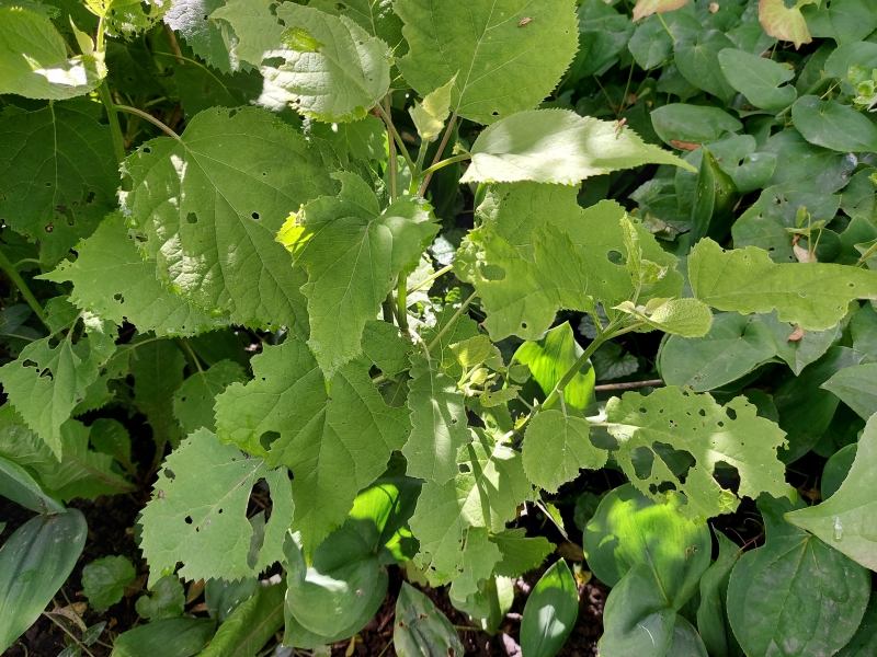 Alles frißt im Garten mit 1.webp