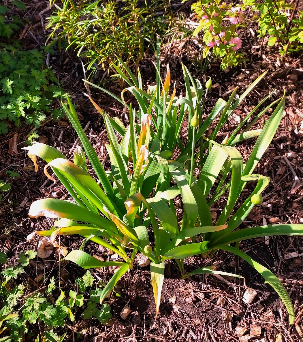 Allium April 26.webp