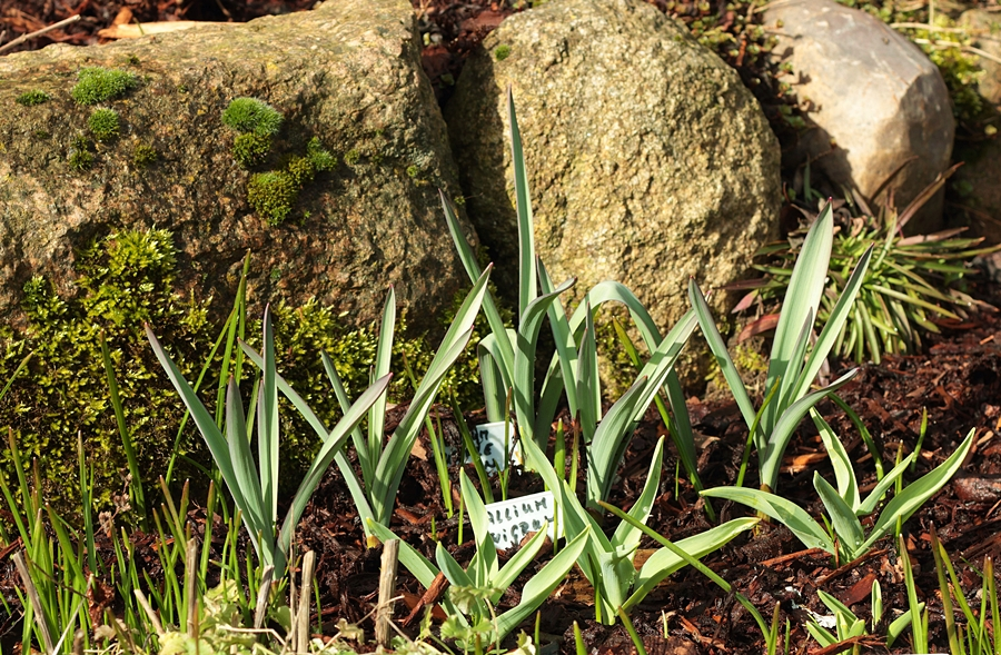 Allium Wigram_neu_900.webp
