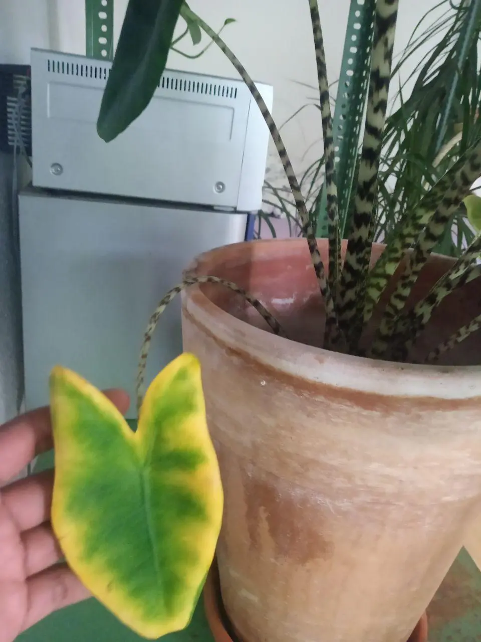 Alocasia Zebrina, gelbe Blätter was tun?
