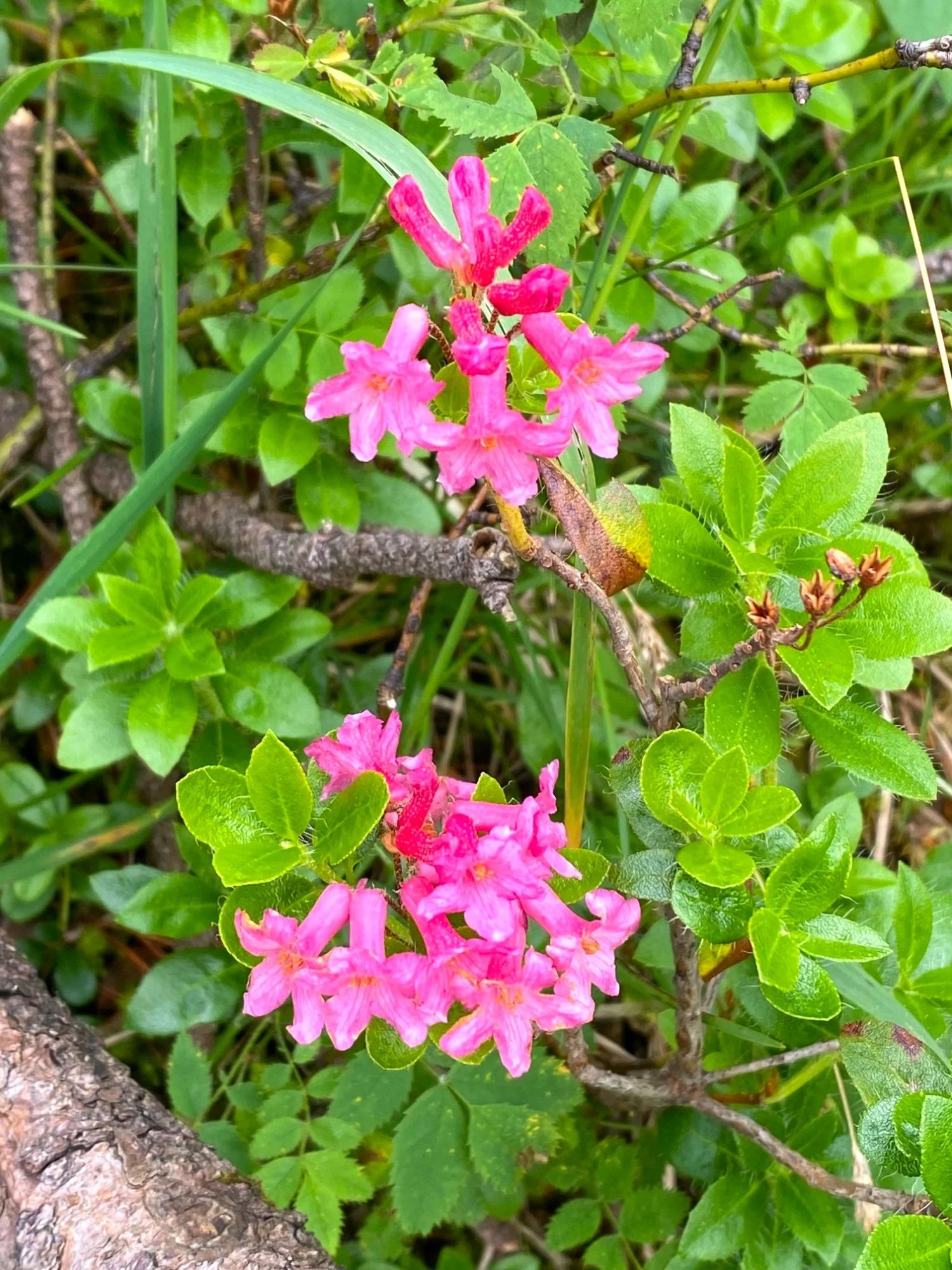 Alpenrose.webp