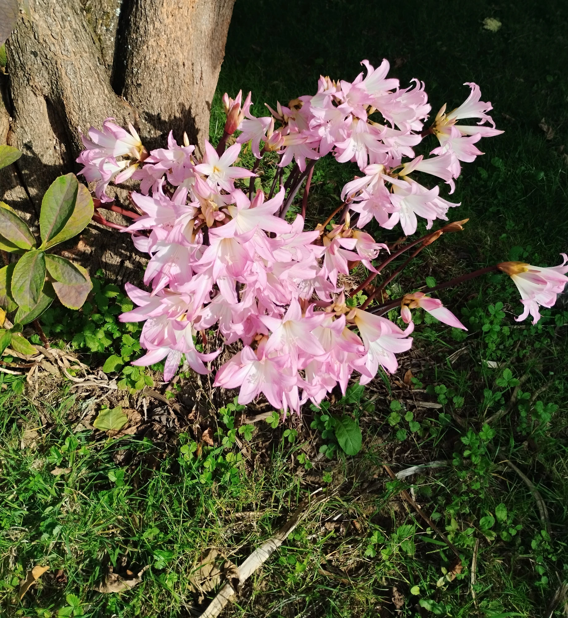 Amaryllis bei Catalpa.webp