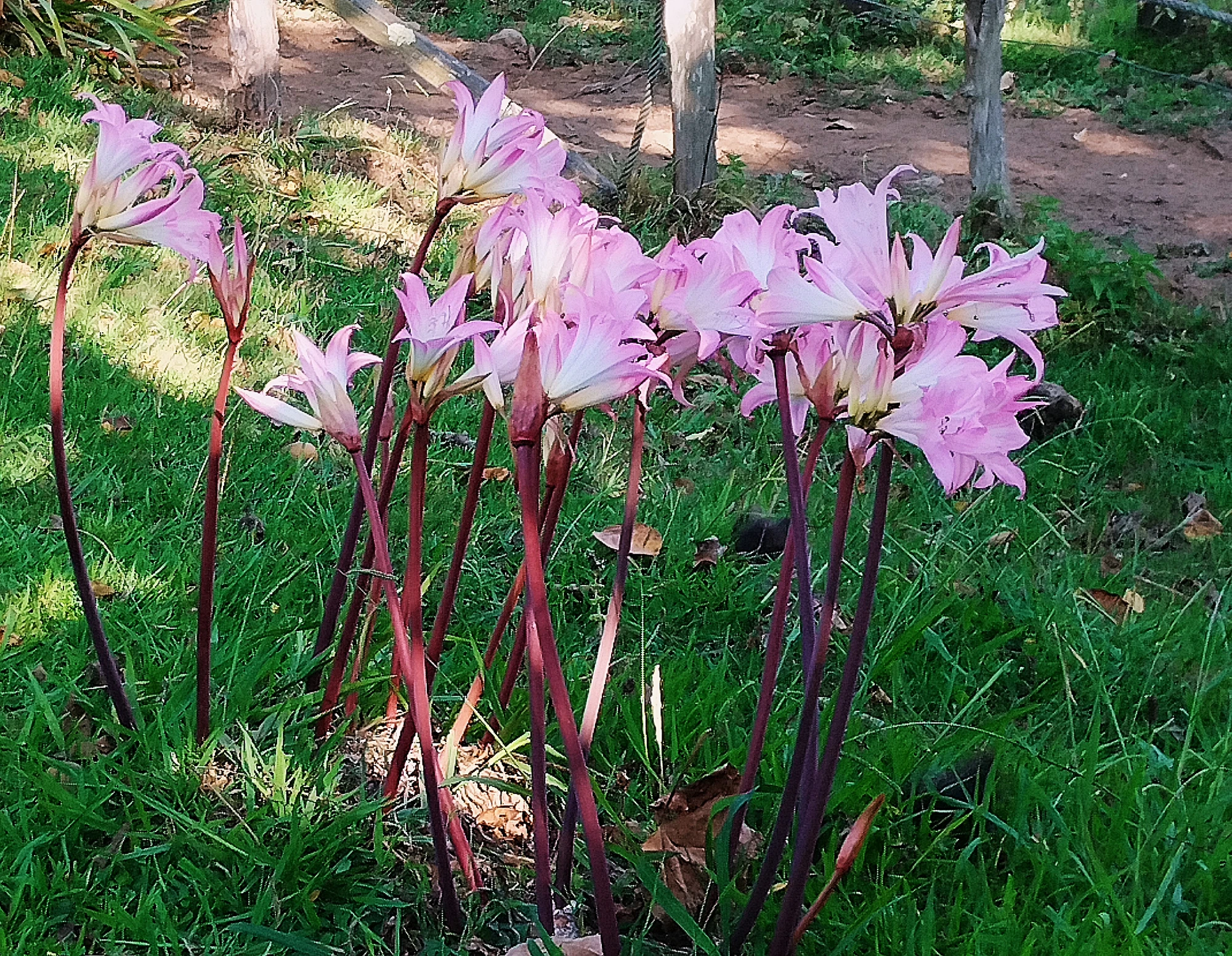 Amaryllis bei der Schaukel.webp