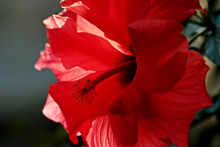 Amaryllis_red_Blühstempel_makro2_900.webp