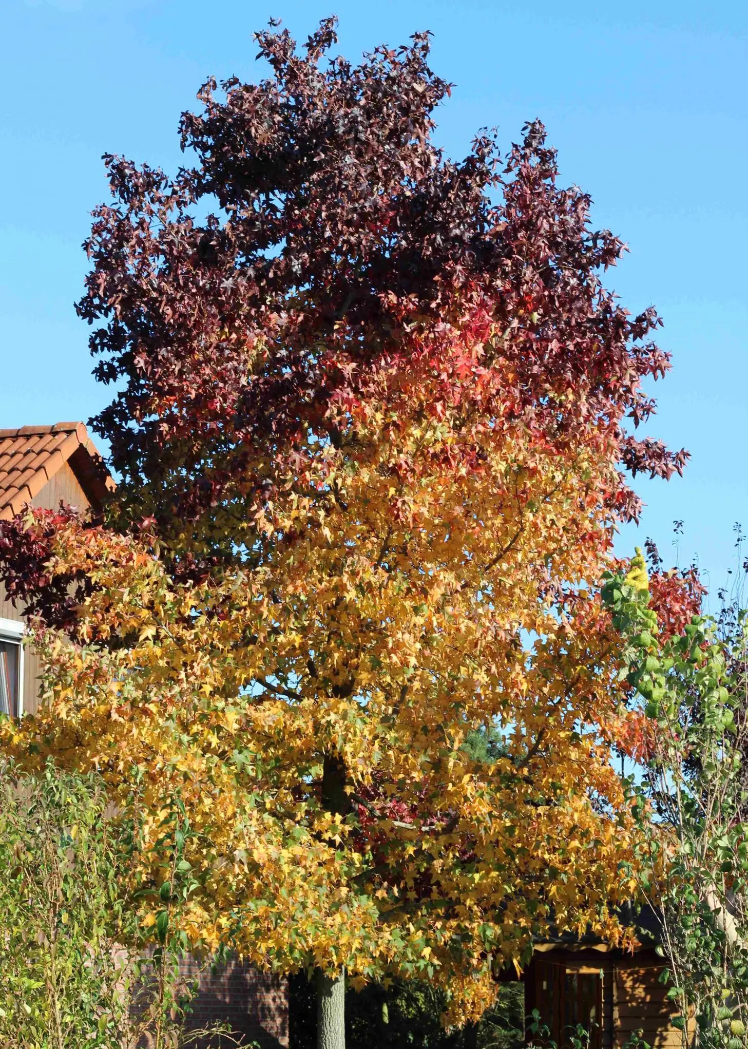 Hilfe, was fehlt meinem Amberbaum?