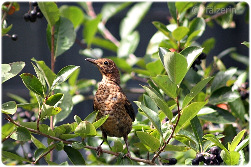 Amsel 1.JPG