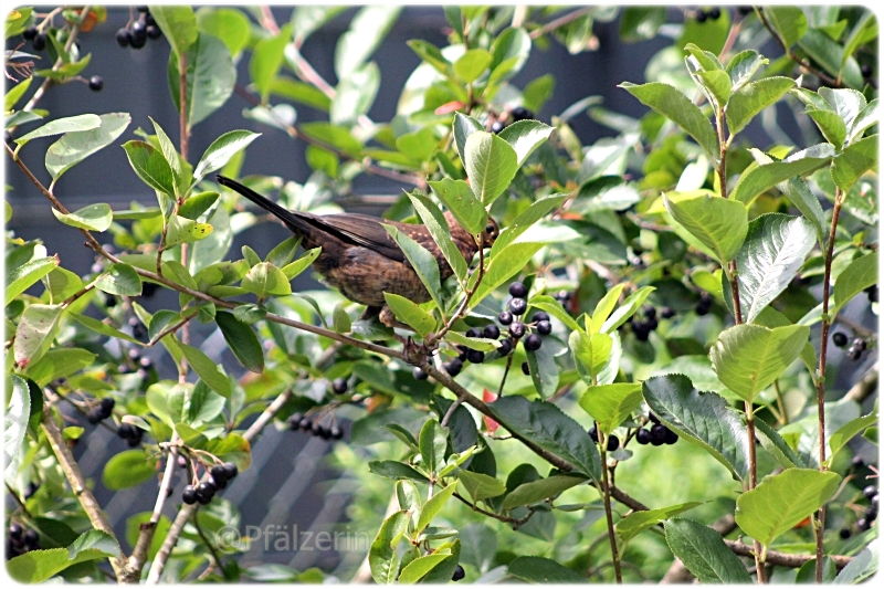 Amsel 3.JPG