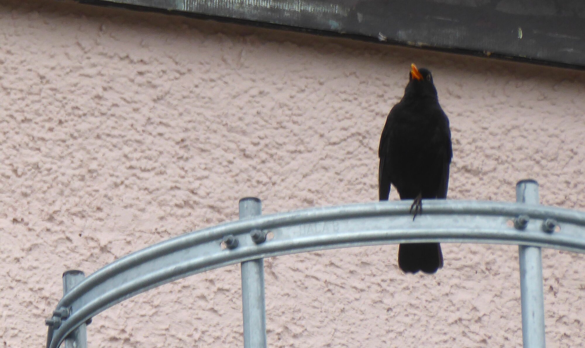 Amsel.JPG