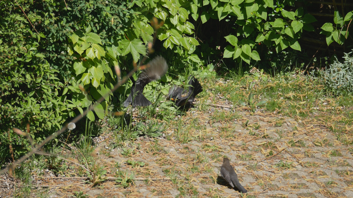 amsel_001.jpg