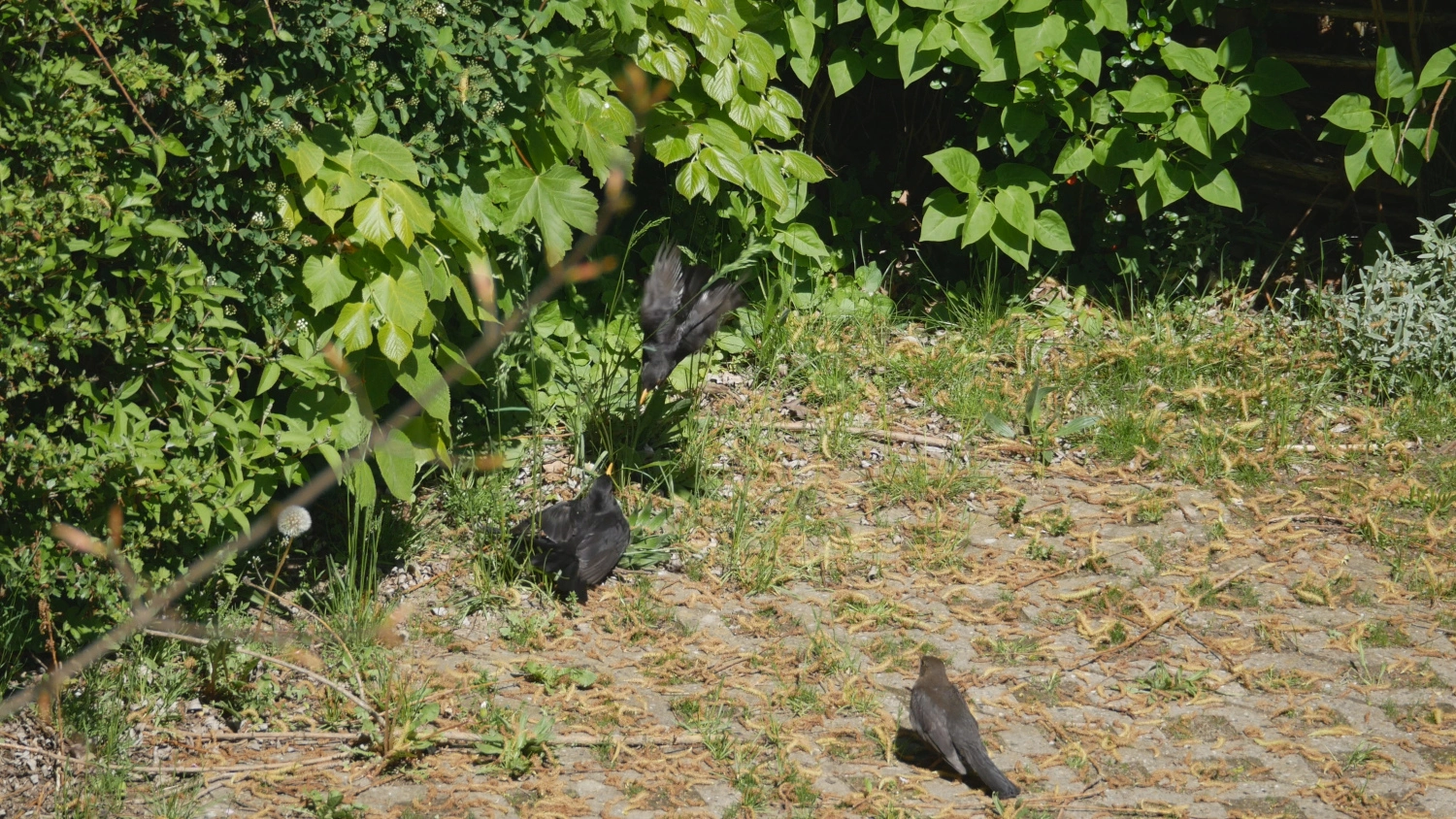 amsel_002.webp