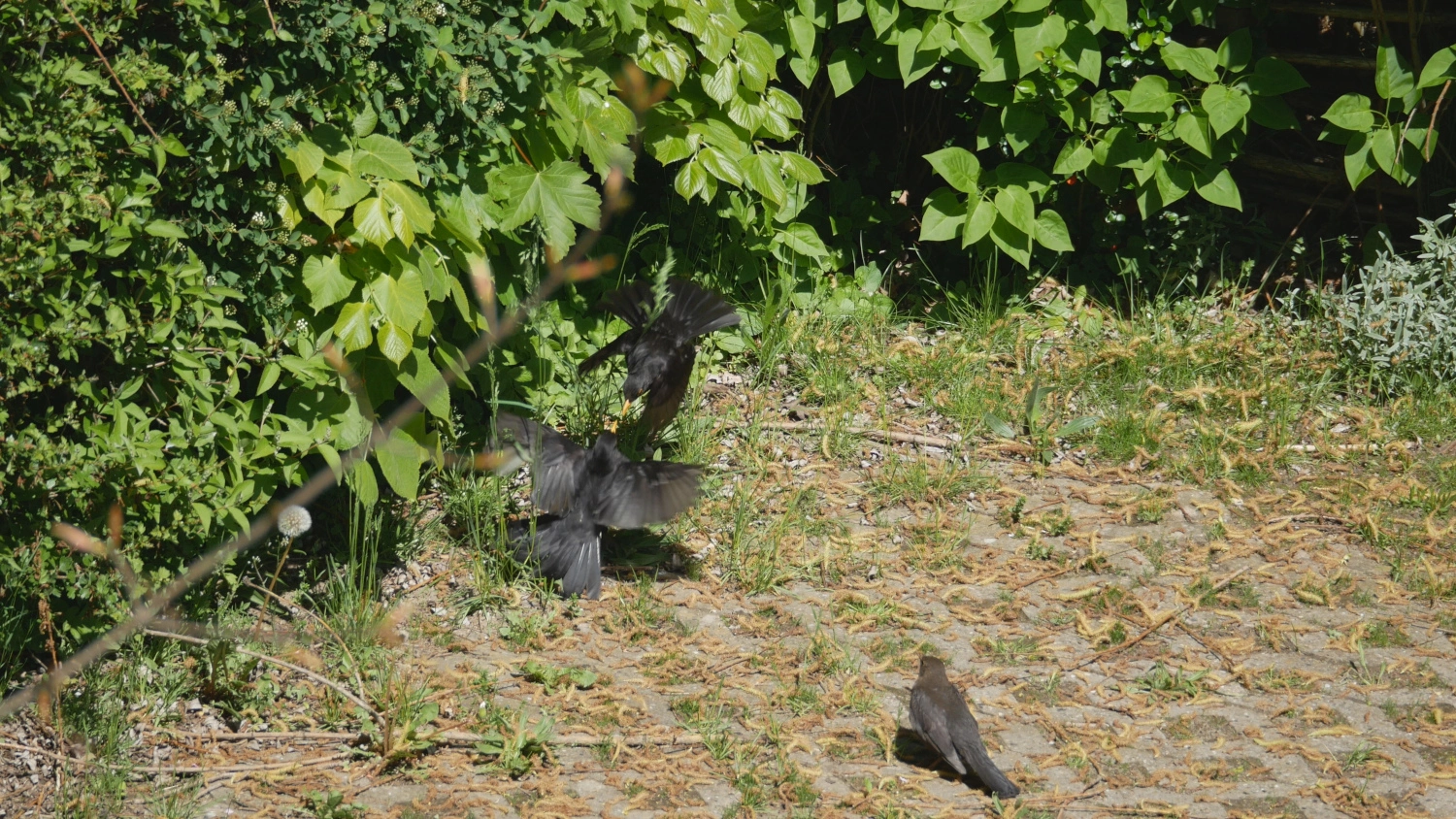 amsel_003.webp